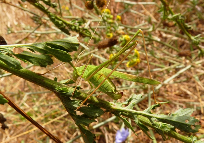 Tylopsis di colore diverso